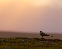 A1_00362 Fjelljo / Long-tailed Jaeger
