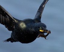 A1_01659 Toppskarv / European Shag