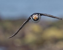 A1_01978 Lunde / Atlantic Puffin