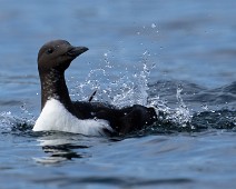 A1_02148 Lomvi / Common Murre