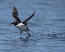 A1_02206 Lomvi / Common Murre