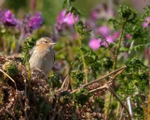 A1_02449 Lappiplerke / Red-throated Pipit