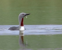 A1_03869 2A Smålom / Red-throated Loon