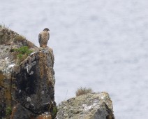 A1_04085 Jaktfalk / Gyrfalcon