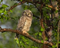A1_04533 Haukugle / Northern Hawk-Owl (Young)