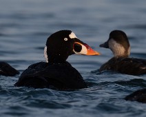 A1_05535 Brilleand / Surf Scoter