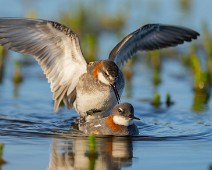 A1_07442 Svømmesnipe / Red-necked Phalarope