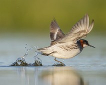 A1_08013 Svømmesnipe / Red-necked Phalarope