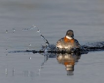 A1_08483 Svømmesnipe / Red-necked Phalarope