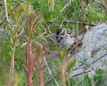 A1_08876 Dvergspurv / Little Bunting