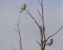 A1_09013 Haukugle / Northern Hawk-Owl