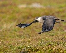 A1_09527 Tyvjo / Parasitic Jaeger
