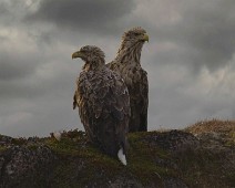 A1_09879 Havørn / White-tailed Eagle