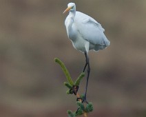 Egretthegre_5