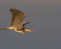 Gråhegre