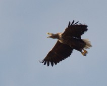 Havørn_2
