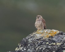 A1_06990