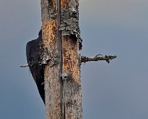 DSC03630_2048_TS Svartspett / Black Woodpecker
