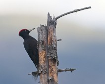 DSC03645_2048_TS Svartspett / Black Woodpecker