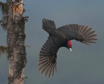 DSC04067_TS Svartspett / Black Woodpecker