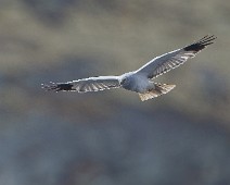 DSC08667_2048_TS Myrhauk / Hen Harrier
