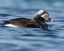A1_00072 Havelle / Long-tailed Duck