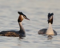 A1_06944 Toppdykker / Great Crested Grebe