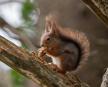 A1_08411 Ekorn / Squirrel