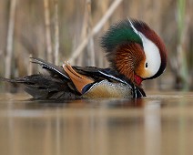 A1_08954 Mandarinand / Mandarin duck