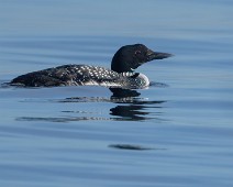 A1_09597 Islom / Common Loon