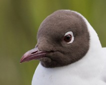 Hettemåke2 Hettemåke / Common Black-headed Gull