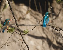 Isfugl1 Isfugl / Common Kingfisher