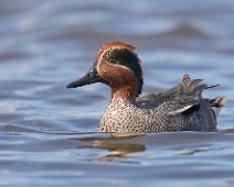 Krikkand Krikkand / Common Teal