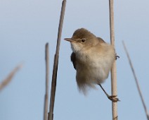 Rørsanger2 Rørsanger / Eurasian Reed-Warbler