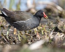 Sivhøne1 Sivhøne / Common Moorhen