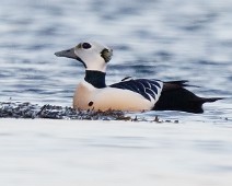 Stellerand2 Stellerand / Steller's Eider