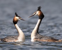 ToppDykker2 Toppdykker / Great Crested Grebe