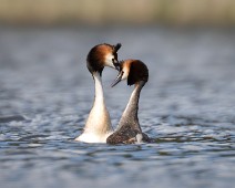 ToppDykker3 Toppdykker / Great Crested Grebe