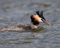ToppDykker4 Toppdykker / Great Crested Grebe