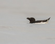 Alke2_1400 Alke / Razorbill