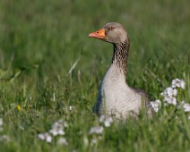 Grågås21 Grågås / Greylag Goose