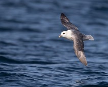 Havhest1_1400 Havhest / Northern Fulmar
