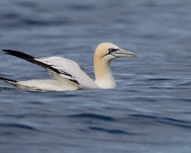 Havsule2_1400 Havsule / Northern Gannet