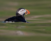 Lunde_1_1400 Lunde / Atlantic Puffin