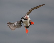 Lunde_2_1400 Lunde / Atlantic Puffin