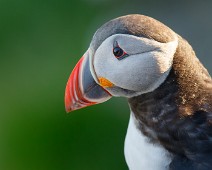 Lunde_3_1400 Lunde / Atlantic Puffin