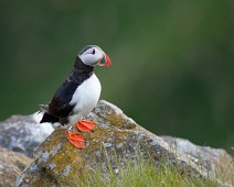 Lunde_4_1400 Lunde / Atlantic Puffin