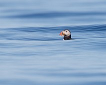 Lunde_5_1400 Lunde / Atlantic Puffin