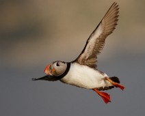Lundeiflukt1 Lunde / Atlantic Puffin