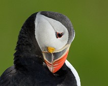 Lundeny Lunde / Atlantic Puffin